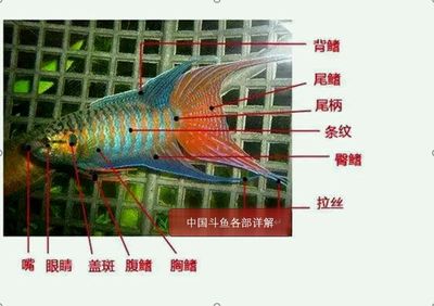 常見觀賞魚養(yǎng)殖種類調(diào)查報告（《2022-2028年中國觀賞魚養(yǎng)殖行業(yè)市場調(diào)查分析報告》） 廣州景觀設(shè)計 第1張