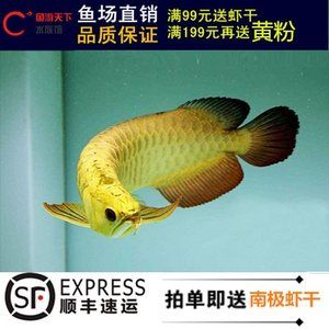 廣東本土觀賞魚有哪些品牌（廣東本土觀賞魚品牌：螃蟹王國是中國廣東省的品牌） 賽級紅龍魚 第4張