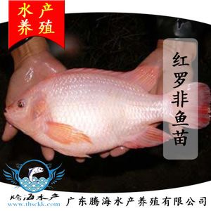 廣東本土觀賞魚有哪些品牌（廣東本土觀賞魚品牌：螃蟹王國是中國廣東省的品牌） 賽級紅龍魚 第3張