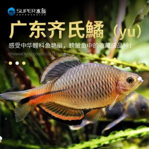 廣東本土觀賞魚有哪些品牌（廣東本土觀賞魚品牌：螃蟹王國是中國廣東省的品牌） 賽級紅龍魚 第1張