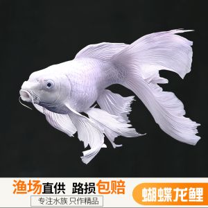 蝴蝶錦鯉魚(yú)多少錢(qián)一條（蝴蝶錦鯉魚(yú)價(jià)格在幾十元到幾十元到數(shù)十萬(wàn)不等） 黑桃A魚(yú)苗 第2張