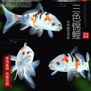 蝴蝶錦鯉魚(yú)多少錢(qián)一條（蝴蝶錦鯉魚(yú)價(jià)格在幾十元到幾十元到數(shù)十萬(wàn)不等） 黑桃A魚(yú)苗 第1張