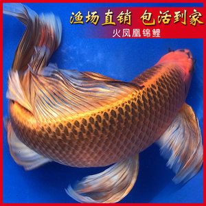 蝴蝶錦鯉魚(yú)多少錢(qián)一條（蝴蝶錦鯉魚(yú)價(jià)格在幾十元到幾十元到數(shù)十萬(wàn)不等） 黑桃A魚(yú)苗 第3張