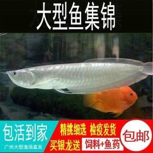 白色大型觀賞魚身上沒有鱗片怎么回事（白色大型觀賞魚身上沒有鱗片是怎么回事？） 觀賞蝦蟹等飼料 第4張