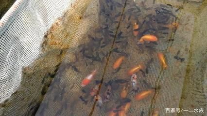 觀賞魚繁殖基地排名榜（“觀賞魚繁殖基地排名榜”，觀賞魚繁殖基地排名榜） 廣州孟吉爾 第3張