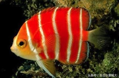 觀賞魚(yú)海魚(yú)好貴呀（為什么觀賞魚(yú)和海魚(yú)的價(jià)格昂貴）