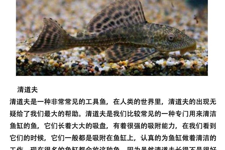 淡水觀賞魚混養(yǎng)可以嗎（淡水觀賞魚混養(yǎng)的注意事項(xiàng)）