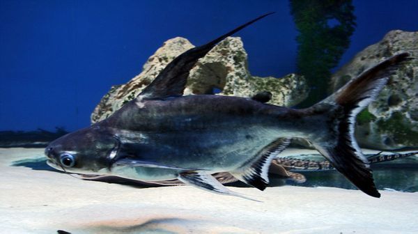 成吉思汗魚（成吉思汗魚是一種源自內(nèi)蒙古的特色菜肴） 量子養(yǎng)魚技術(shù) 第3張