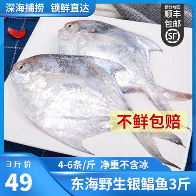 白鯧魚（白鯧魚的處理方法） 龍魚芯片掃碼器 第3張