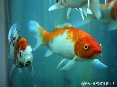 觀賞魚屬于什么魚（觀賞魚是一類具有觀賞價值的魚類） 祥龍水族濾材/器材 第4張