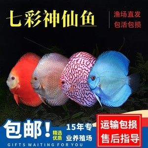 觀賞魚屬于什么魚（觀賞魚是一類具有觀賞價值的魚類） 祥龍水族濾材/器材 第3張