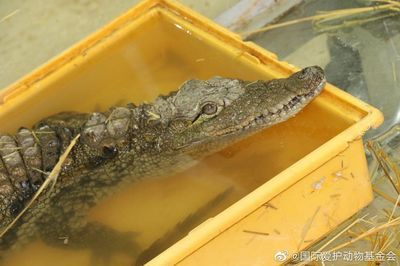 鱷魚是保護(hù)動物嗎（鱷魚是保護(hù)動物嗎？） 水族世界 第1張