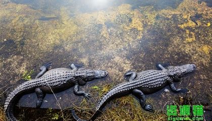 鱷魚是保護(hù)動物嗎（鱷魚是保護(hù)動物嗎？） 水族世界 第3張