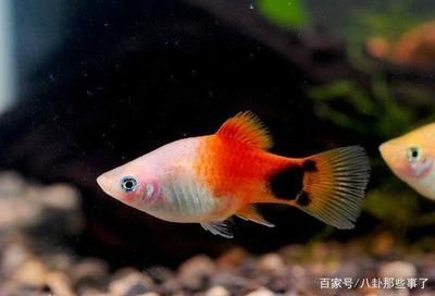 寵物魚觀賞魚哪個好養(yǎng)活（觀賞魚的種類及飼養(yǎng)難度） 三間鼠魚 第2張