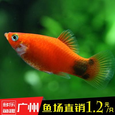 觀賞魚新手（養(yǎng)觀賞魚的基礎(chǔ)知識和技巧） 龍魚之家 第1張