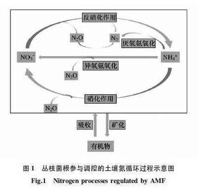 AMF硝化細(xì)菌（360doc個(gè)人圖書館硝化細(xì)菌的四大特點(diǎn)） 照明器材 第4張