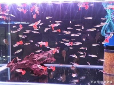 成群的觀賞魚（成群游動的觀賞魚） 細線銀版魚 第1張