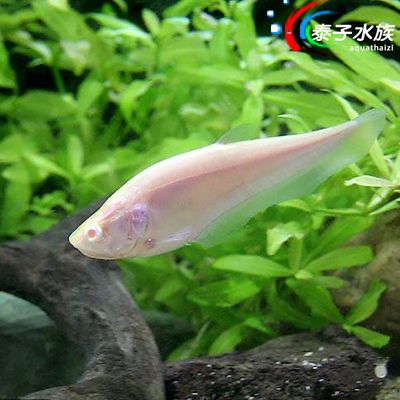 白化七星刀魚吃食視頻（對(duì)不起，由于搜索結(jié)果與您的問題時(shí)間與您的問題時(shí)間不符） 造景/裝飾 第3張