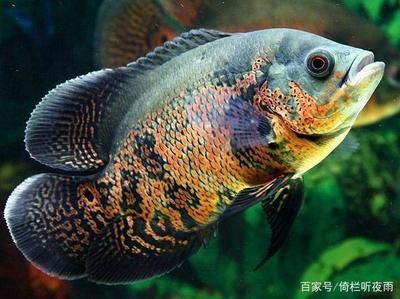 比較好養(yǎng)觀賞魚(yú)（如何選擇觀賞魚(yú)類(lèi)？） 紅魔王銀版魚(yú) 第3張