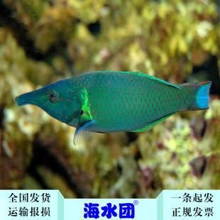 海水觀賞魚有哪些品種（海水觀賞魚的飼養(yǎng)技巧） 帝王血鉆魚 第5張