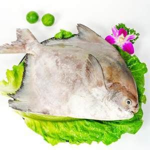 斗鯧魚(yú)（斗鯧魚(yú)的營(yíng)養(yǎng)解析） 黑云魚(yú) 第1張