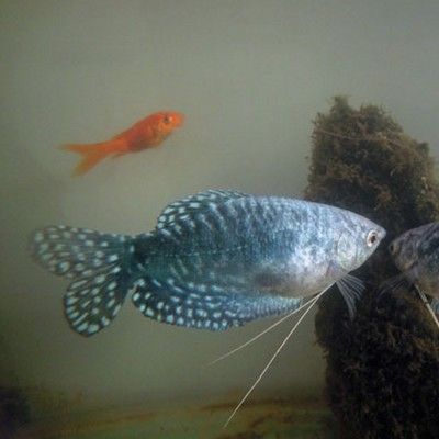 除了熱帶魚(yú)其它有啥好看的觀賞魚(yú)（溫帶淡水觀賞魚(yú)品種繁多，適合在家中飼養(yǎng)的觀賞魚(yú)） 豬鼻龜 第3張