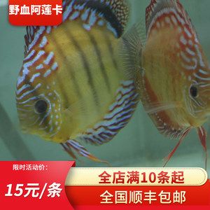 除了熱帶魚(yú)其它有啥好看的觀賞魚(yú)（溫帶淡水觀賞魚(yú)品種繁多，適合在家中飼養(yǎng)的觀賞魚(yú)） 豬鼻龜 第2張