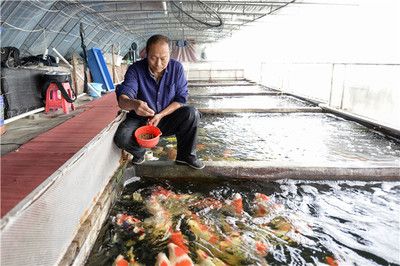 觀賞魚的養(yǎng)殖現(xiàn)狀及發(fā)展前景論文（《觀賞魚養(yǎng)殖行業(yè)發(fā)展現(xiàn)狀研究與投資前景預(yù)測報告》） 三色錦鯉魚 第1張