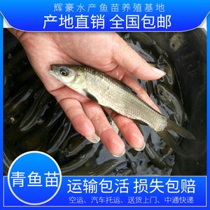 觀賞魚可以托運(yùn)嗎現(xiàn)在（寵物托運(yùn)的國際法規(guī)） 觀賞魚論壇 第1張