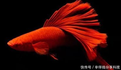 北方戶外養(yǎng)殖觀賞魚可以嗎（北方戶外養(yǎng)殖觀賞魚是可行的，但仍需注意以下幾點） 觀賞魚進出口 第3張