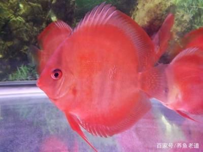 比較溫和的觀賞魚排名（什么樣的觀賞魚性情溫和，適合家庭養(yǎng)殖？） 帝王血鉆 第1張