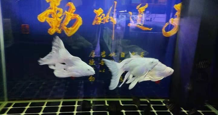 觀賞魚大尾巴飄逸怎么辦呢（如何解決觀賞魚尾巴飄逸問題？） 銀河星鉆魚 第1張