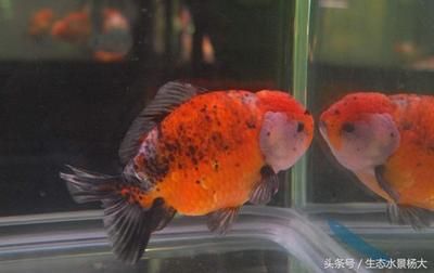 觀賞魚的飼養(yǎng)密度（觀賞魚的飼養(yǎng)密度如何控制） 祥龍超血紅龍魚 第2張