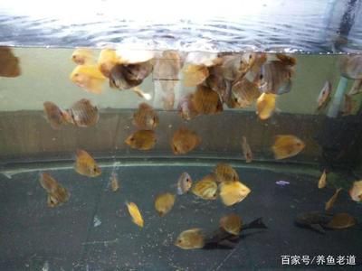 觀賞魚的飼養(yǎng)密度（觀賞魚的飼養(yǎng)密度如何控制） 祥龍超血紅龍魚 第1張