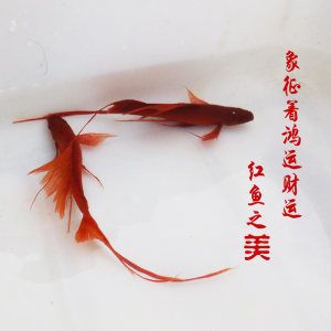 紅魚觀賞魚為什么變成白魚了呢（如何判斷紅魚觀賞魚變白的科學(xué)原理） 水族世界 第1張