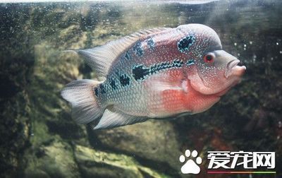 淡水名貴觀賞魚（名貴的淡水觀賞魚） 海象魚 第1張