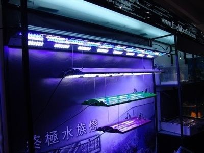 國外水族品牌（水族箱的發(fā)展歷程） 魟魚相關 第3張