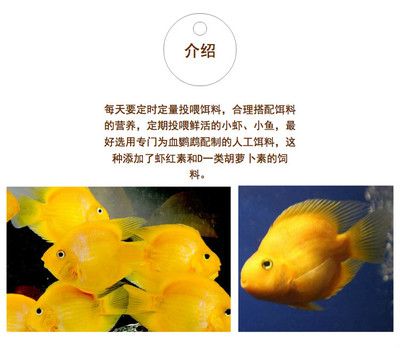 觀賞魚店鋪介紹文案簡(jiǎn)短（東京觀賞魚店鋪介紹文案的簡(jiǎn)短建議：觀賞魚店鋪介紹） 麥肯斯銀版魚 第2張