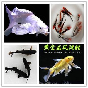 觀賞魚鑒賞家（觀賞魚的種類和飼養(yǎng)技巧）