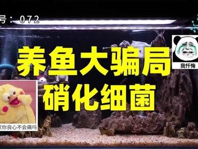 觀賞魚騙局（互聯(lián)網(wǎng)時(shí)代的消費(fèi)者購買觀賞魚的美麗是一項(xiàng)必備技能） 過濾設(shè)備 第3張