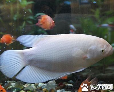 紅招財(cái)魚（紅招財(cái)魚的起源與分布） 海水魚 第3張