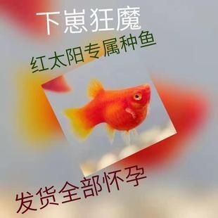 紅太陽觀賞魚繁殖前兆（紅太陽觀賞魚的繁殖前兆） 大白鯊魚