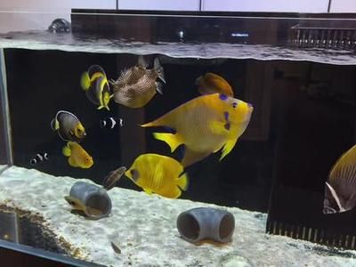 觀賞魚店鋪介紹文案（北京星辰觀賞魚店）