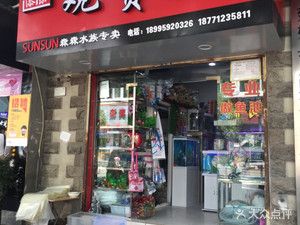 觀賞魚店鋪介紹文案（北京星辰觀賞魚店） 細(xì)線銀板魚苗 第3張