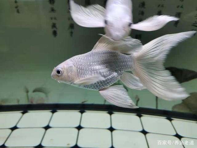 蝴蝶鯉的飼養(yǎng)方式和方法（蝴蝶鯉的飼養(yǎng)方法） 雙線側(cè)魚 第1張