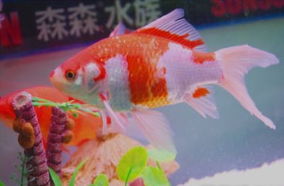 觀賞魚店加盟排行榜前十名有哪些（觀賞魚加盟店如何打造特色觀賞魚店） 和興紅龍 第2張