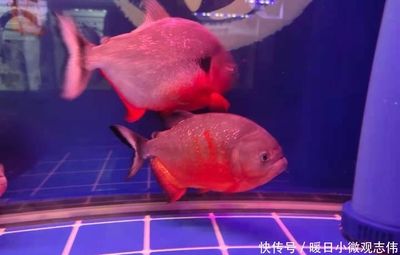 觀賞魚死了是什么原因（觀賞魚死亡的原因有哪些？）