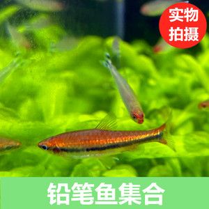 淡水小型觀賞魚（關(guān)于淡水小型觀賞魚的一些詳細信息）