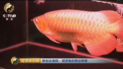 廣州觀賞魚展覽