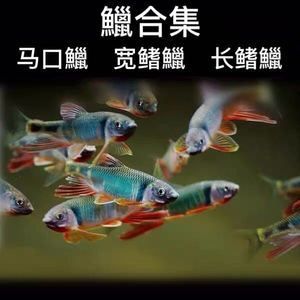 觀賞魚類養(yǎng)殖學(xué)考題（2019年觀賞魚類養(yǎng)殖學(xué)考題） 觀賞魚市場(chǎng)（混養(yǎng)魚） 第4張